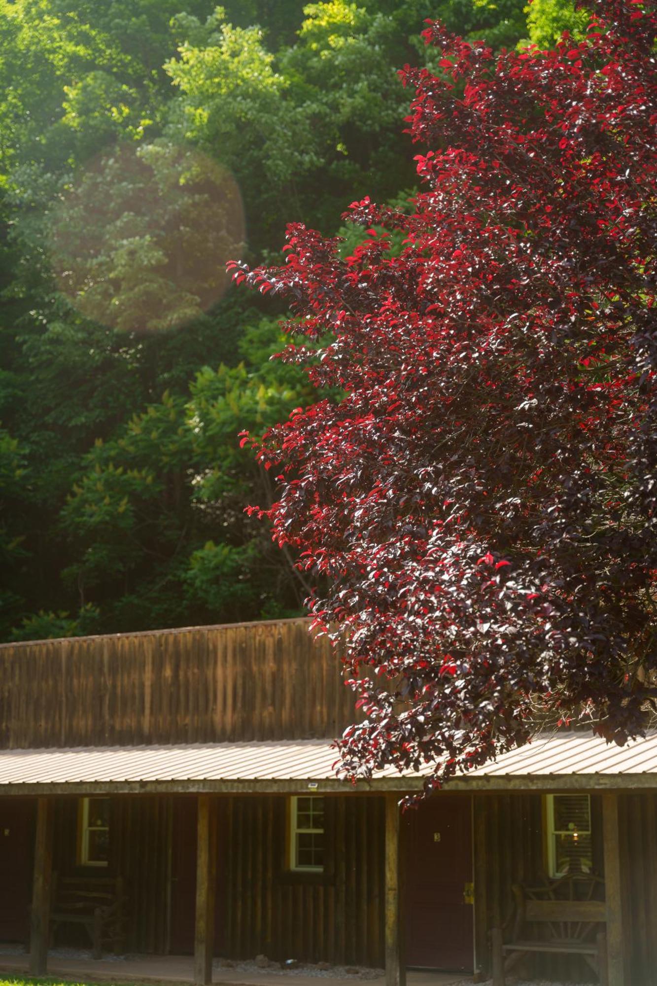 Seneca Pines Lodge Seneca Rocks Dış mekan fotoğraf